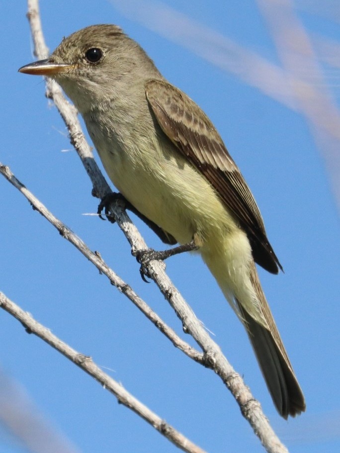Willow Flycatchers kingbirds phoebes of northwest oregon columbia county