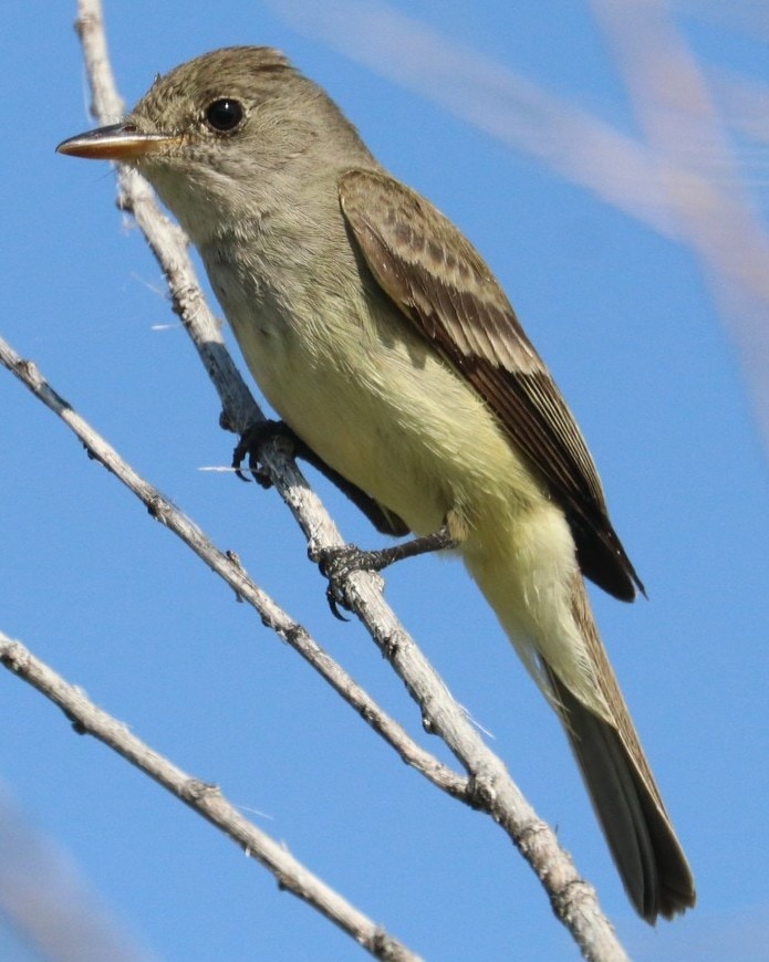 Willow Flycatcher northwest oregon columbia county