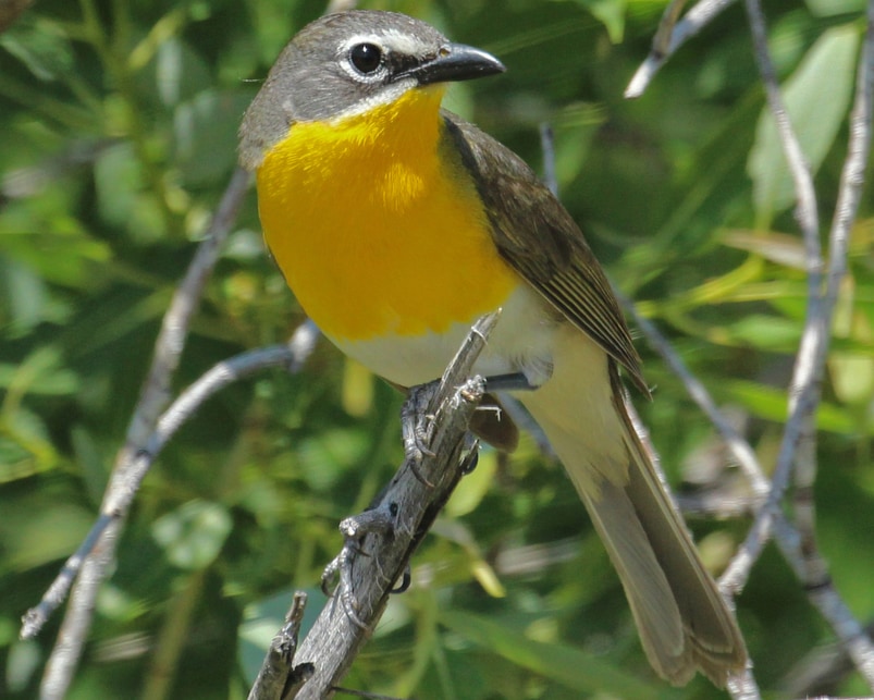 Yellow-breasted Chat northwest oregon columbia county