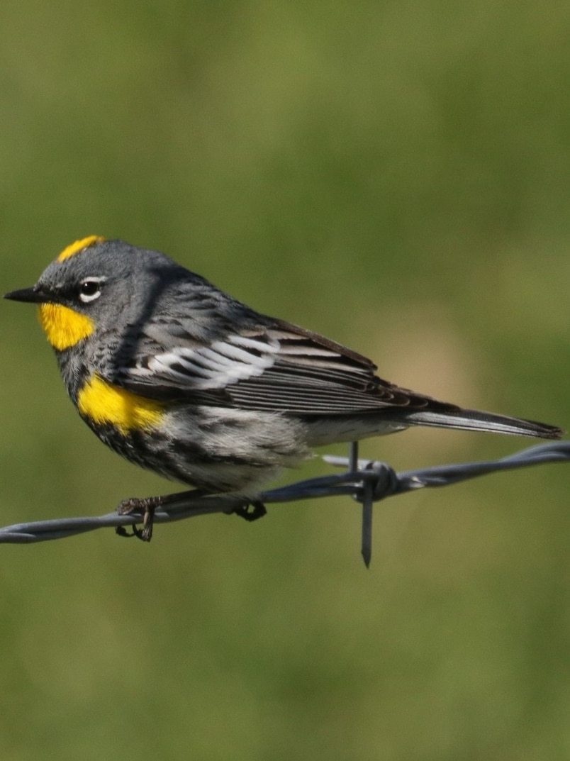 Yellow-rumped Warblers chats waterthrush of northwest oregon columbia county