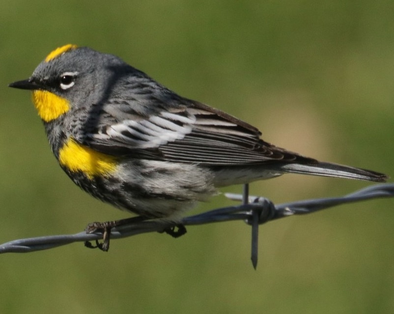 Yellow-rumped Warbler northwest oregon columbia county