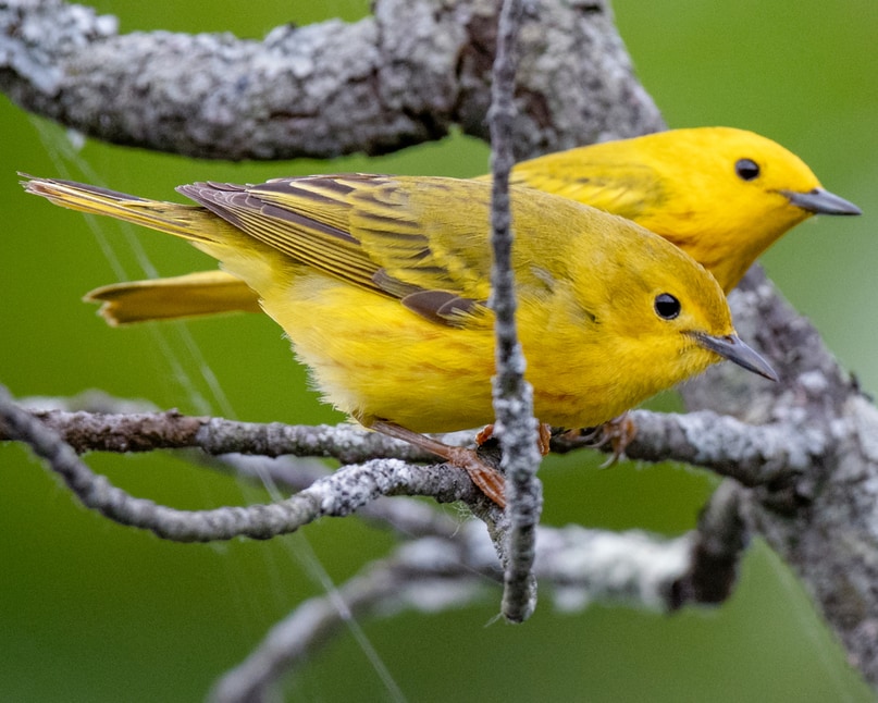 Yellow Warbler northwest oregon columbia county