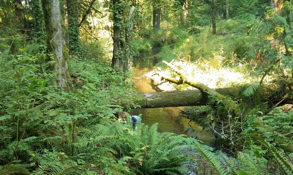 fox creek trail rainier oregon columbia county