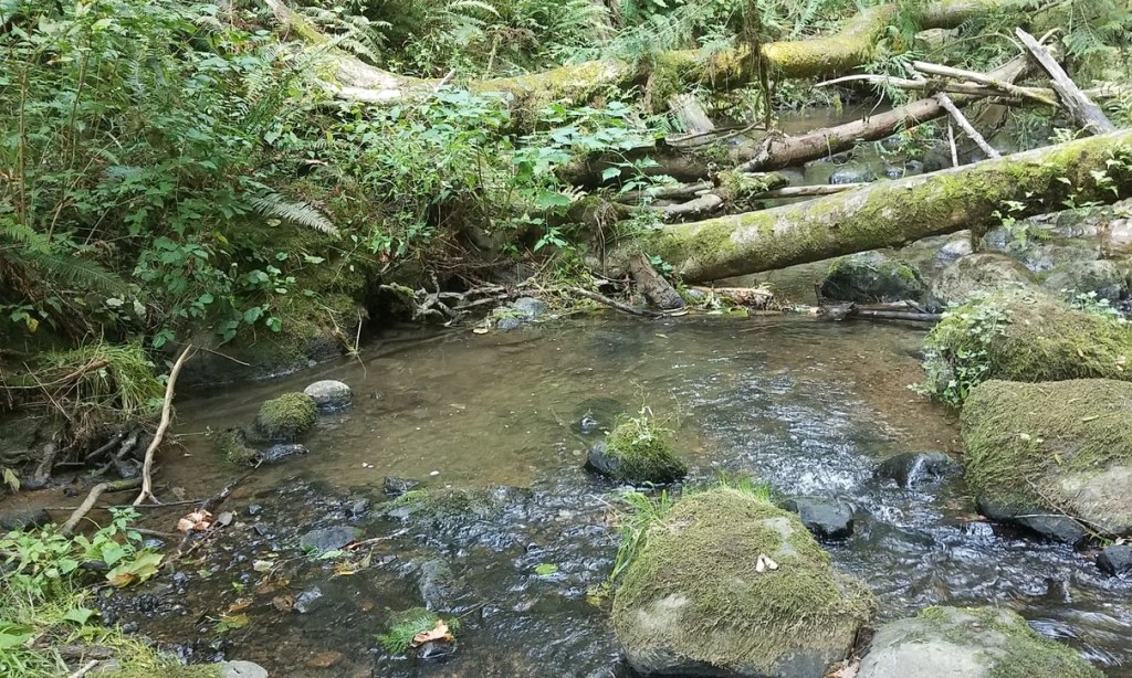 fox creek trail rainier oregon columbia county