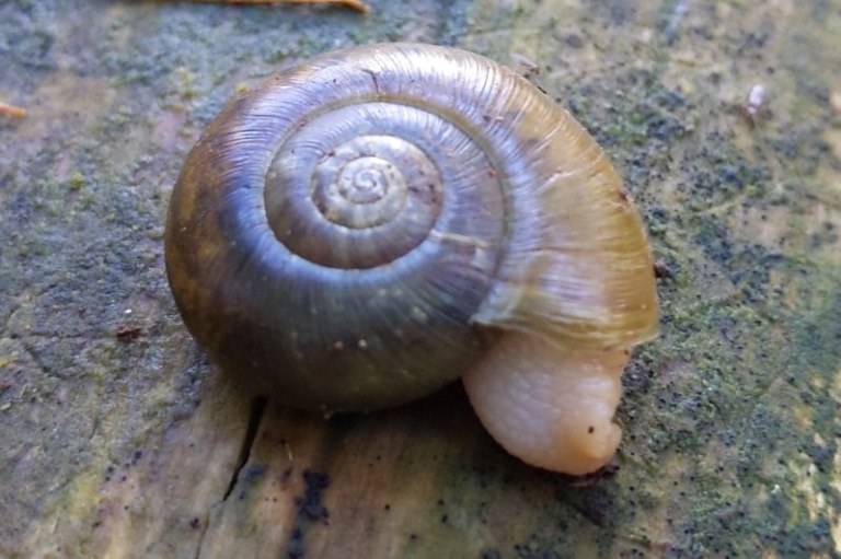 Morning stroll around Salmonberry Reservoir Wild Columbia County
