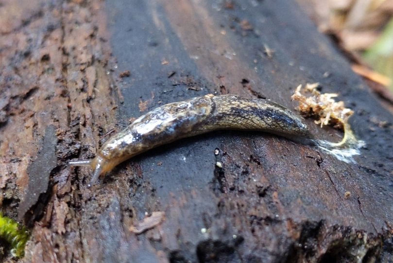 reticulate taildropper slug cz trail crown zellerbach columbia county oregon
