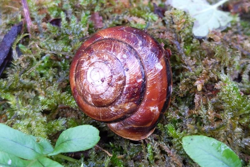 pacific sideband snail cz trail crown zellerbach columbia county oregon
