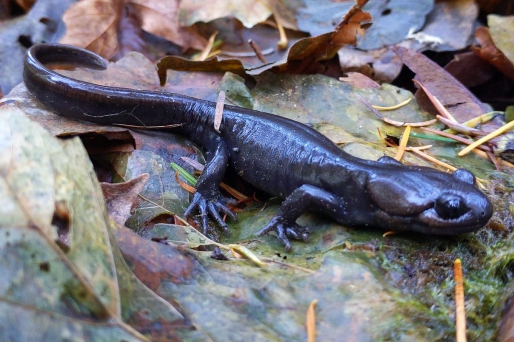 Northwestern Salamander Nehalem River Park and Campground vernonia oregon columbia county