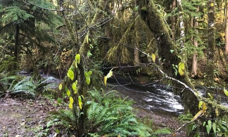 Gnat Creek trail clatskanie oregon