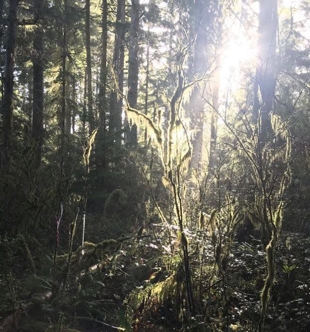 Gnat Creek trail clatskanie oregon