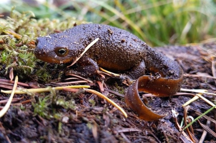 rough-skinned newt salmonberry reservoir st. helens tree farm columbia county