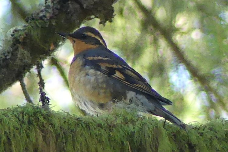 varied thrush salmonberry reservoir st. helens tree farm columbia county