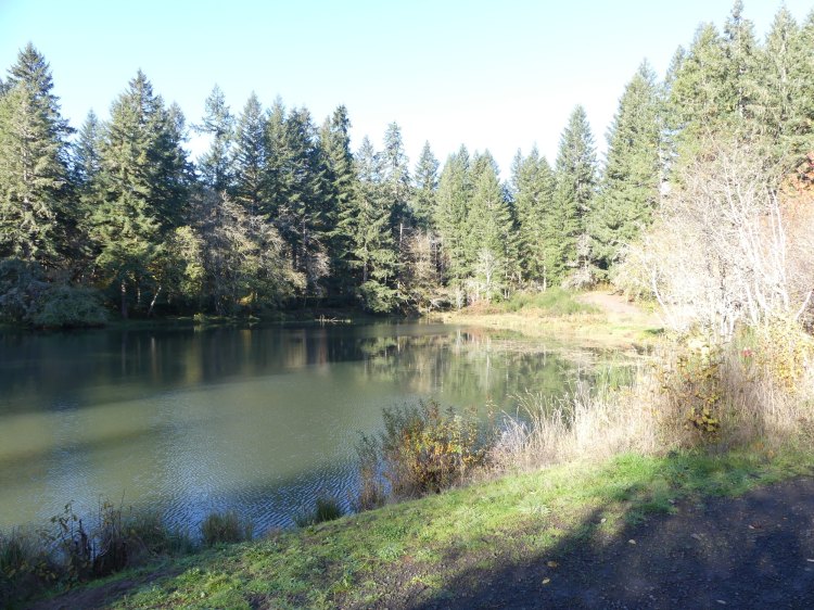 salmonberry reservoir st. helens tree farm columbia county