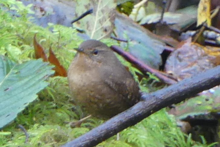 pacific wren salmonberry reservoir st. helens tree farm columbia county