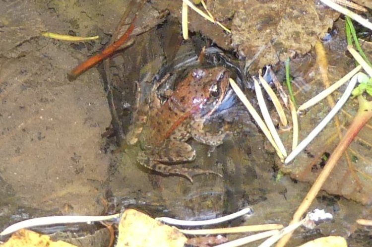 red-legged frog salmonberry reservoir st. helens tree farm columbia county