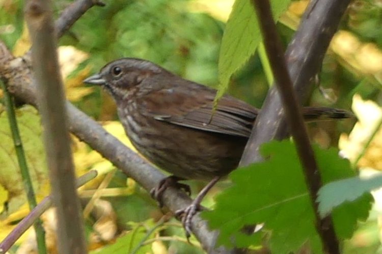 fox sparrow salmonberry reservoir st. helens tree farm columbia county
