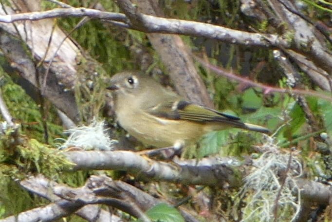 ruby-throated kinglet salmonberry reservoir st. helens tree farm columbia county