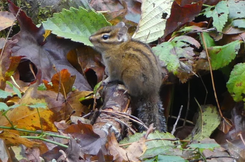 townsend's chipmunk cz trail crown zellerbach columbia county oregon