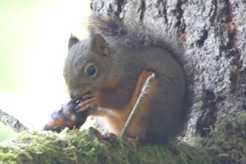 douglas squirrel cz trail crown zellerbach columbia county oregon