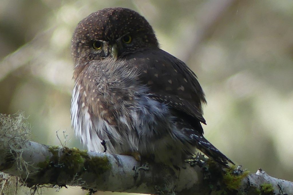 northern pygmy owl columbia county oregon