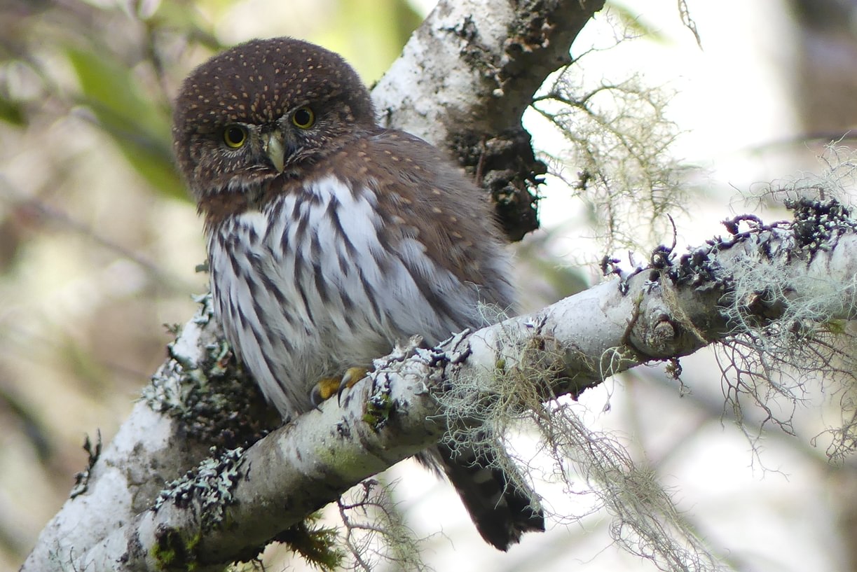 northern pygmy owl columbia county oregon