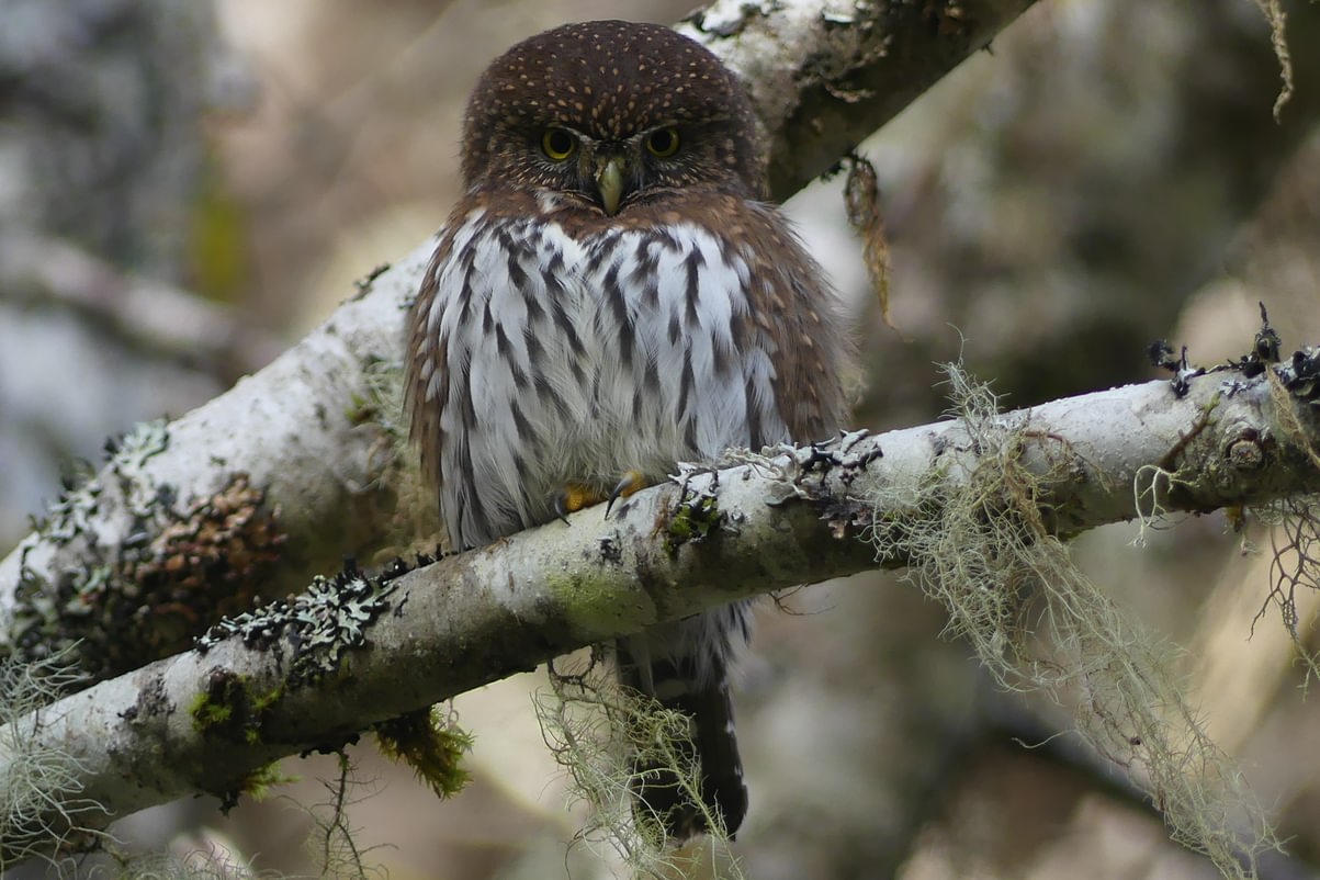 northern pygmy owl columbia county oregon