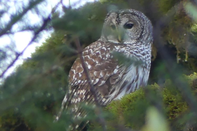 Barred Owl Banks-Vernonia Trail linear park trail columbia county