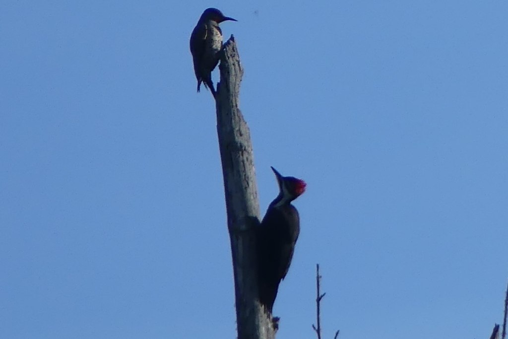 pileated woodpecker northern flicker Nehalem River Park and Campground vernonia oregon columbia county