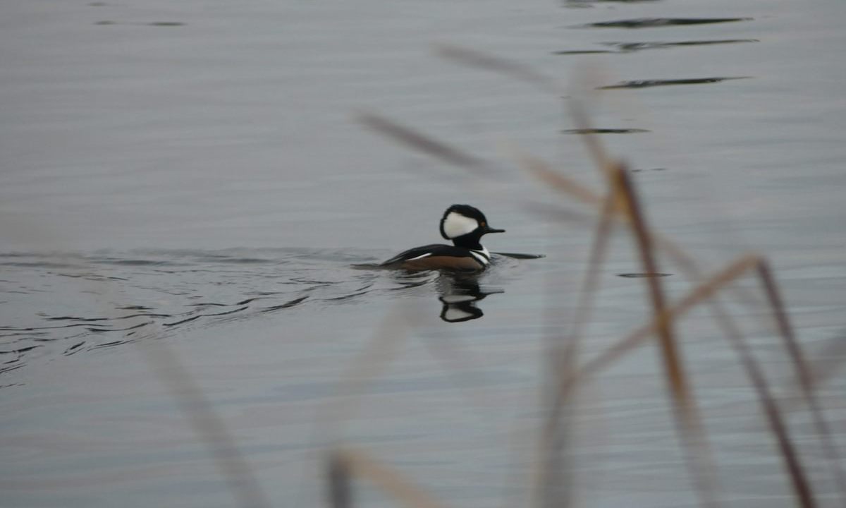 Hooded Merganser Vernonia Lake City Park Oregon Columbia County