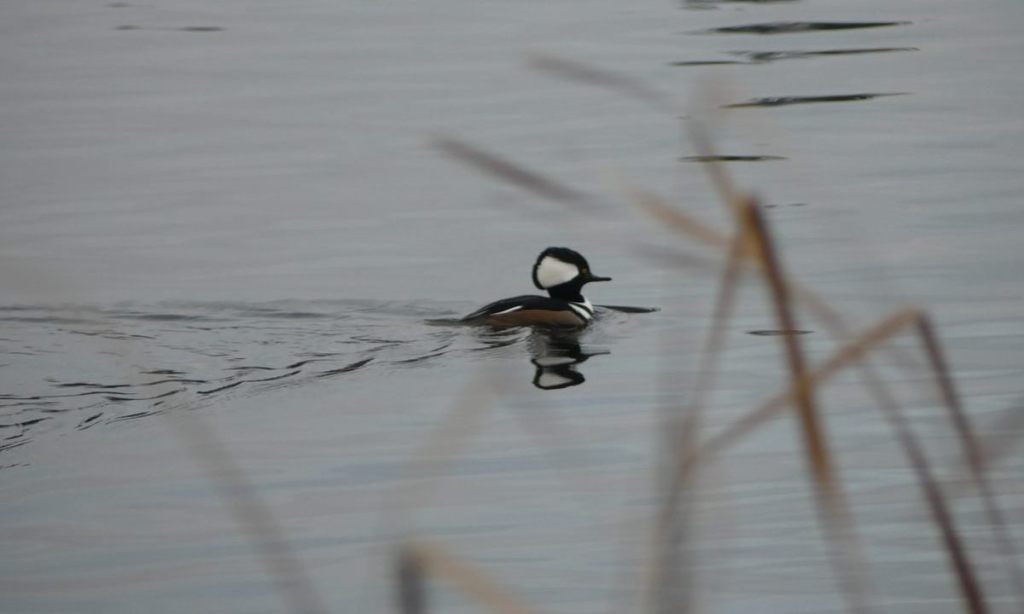 Hooded Merganser Vernonia Lake City Park Oregon Columbia County