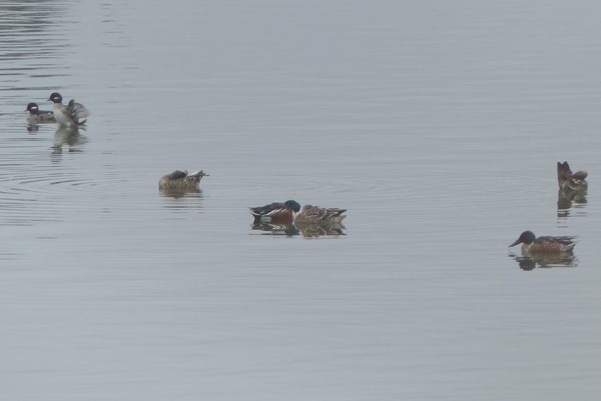 bufflehead northern shoveler st. helens water treatment plant nob hill nature park columbia county
