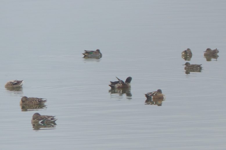 green-winged teal gadwall st. helens water treatment plant columbia county