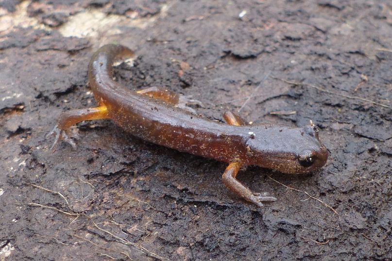 oregon ensatina salamander nob hill nature park st. helens oregon columbia county