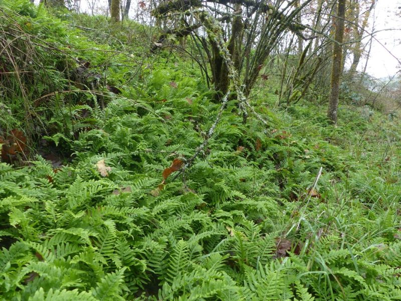 April 5, 2025 – Nob Hill Work&nbsp;Party