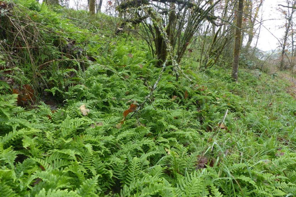 nob hill nature park st. helens oregon columbia county