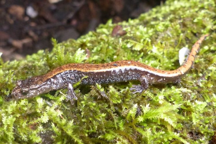 western red-backed salamander nob hill nature park st. helens oregon columbia county