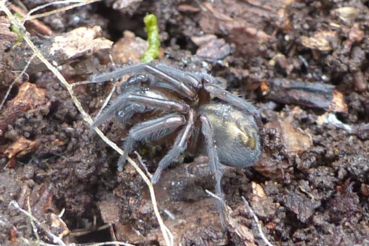 callobius nob hill nature park st. helens oregon columbia county