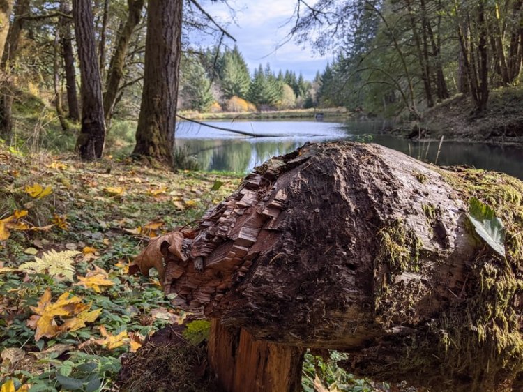 american beaver tree salmonberry reservoir st. helens tree farm