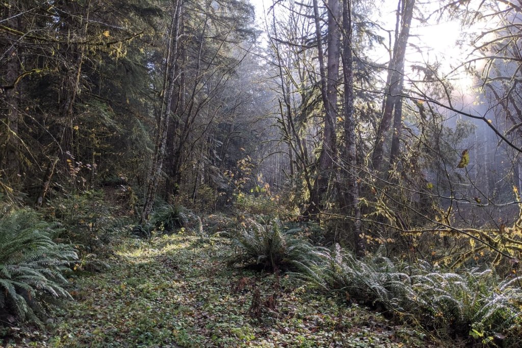 old logging road in columbia county