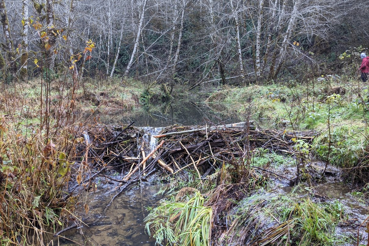 beaver dams columbia county oregon