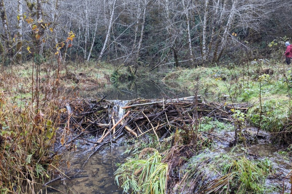 beaver dams columbia county oregon