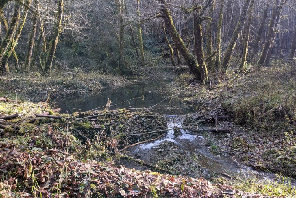 beaver dams columbia county oregon