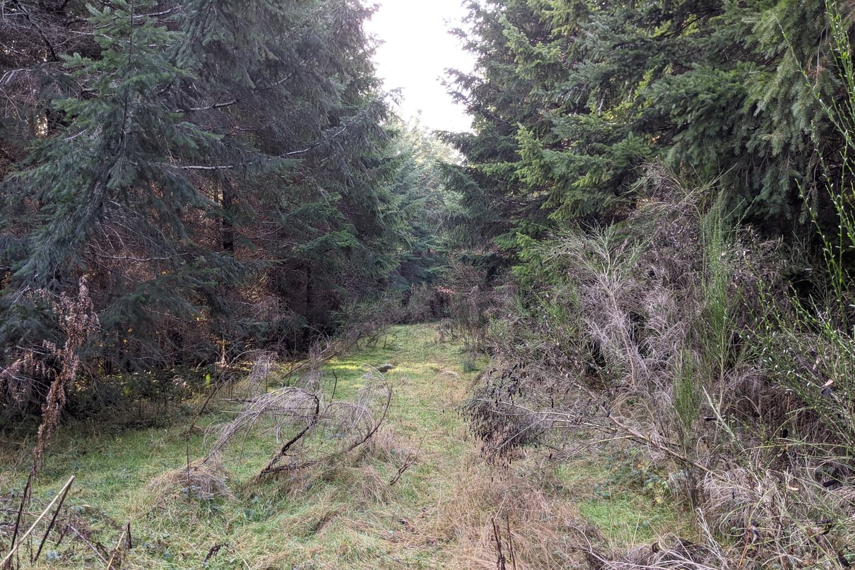 old logging road in columbia county