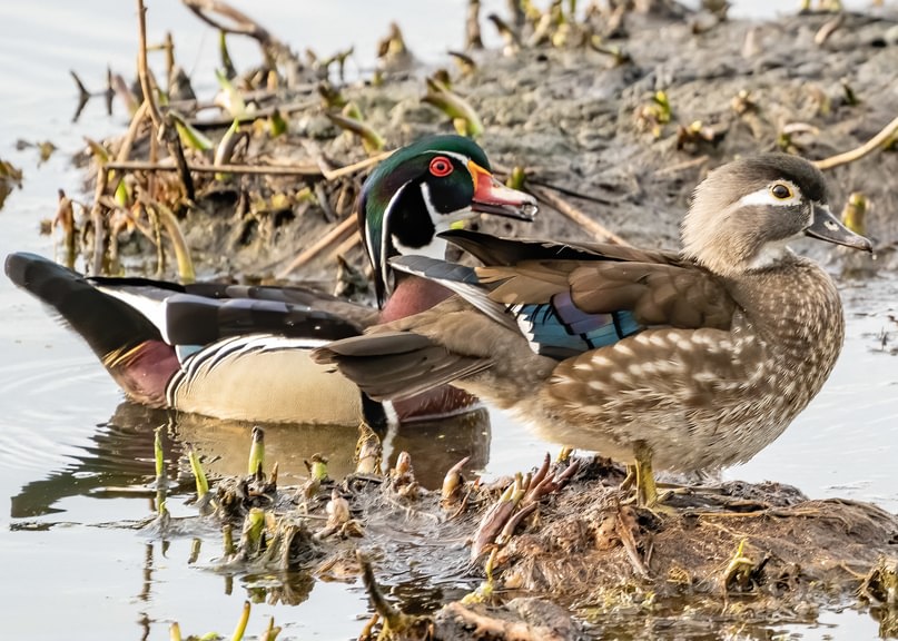 Wood Duck Aix sponsa columbia county oregon