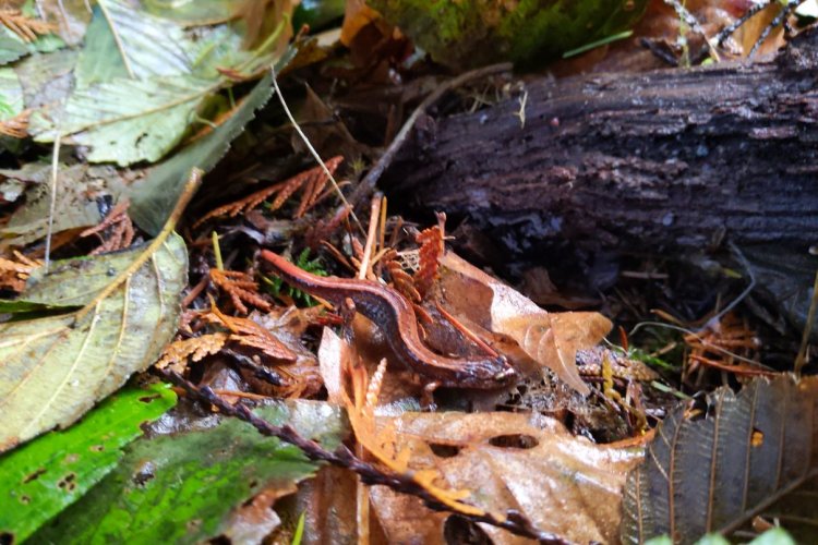 western red-backed salamander banks-vernonia state trail columbia county oregon