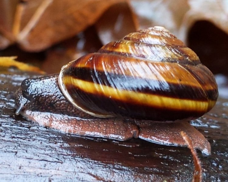 Pacific Sideband snail jack falls old columbia river highway 30 prescott oregon