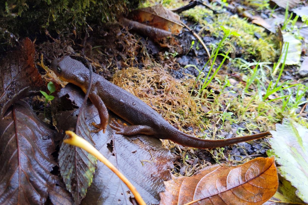 Rough-skinned Newt Nehalem Divide Columbia County Oregon crown z CZ Trail