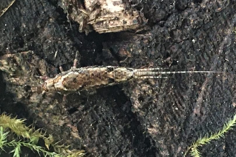 Jumping Bristletail Machilidae Archaeognatha from Estacada, Oregon