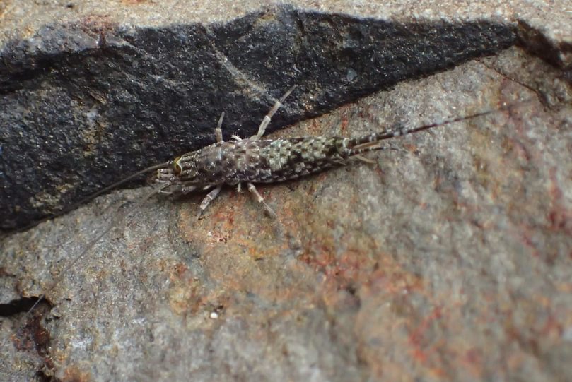 Rock Bristletail Meinertellidae Archaeognatha from the Columbia Gorge, Oregon