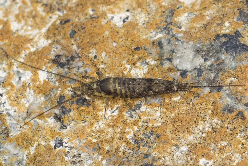 Bristletail Archaeognatha from Tillamook, Oregon